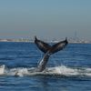 Stunning Photo Of Humpback Whale Swimming In Queens